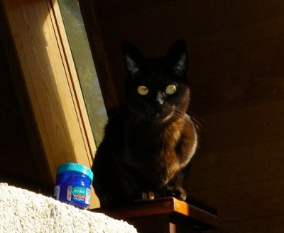 Mako HATES the sock.