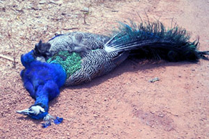 roadkill peacock